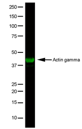 Anti-Actin Gamma 1 antibody [2A3] used in Western Blot (WB). GTX03493