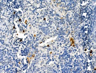 Anti-Neutrophil elastase antibody used in IHC (Paraffin sections) (IHC-P). GTX03640