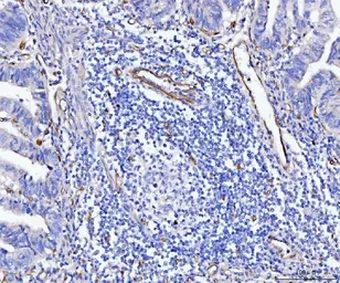 Anti-CD93 antibody used in IHC (Paraffin sections) (IHC-P). GTX03672