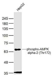 Anti-AMPK alpha 1 (phospho Thr183) + AMPK alpha 2 (phospho Thr172) antibody used in Western Blot (WB). GTX03702