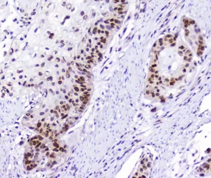 Anti-AHR antibody used in IHC (Paraffin sections) (IHC-P). GTX03719