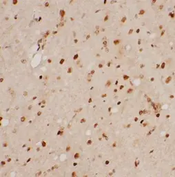 Anti-Melatonin antibody used in IHC (Paraffin sections) (IHC-P). GTX03732