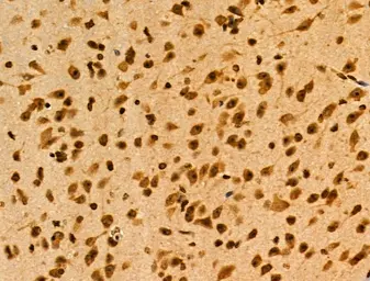 Anti-MAP4K3 antibody used in IHC (Paraffin sections) (IHC-P). GTX03745