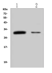 Anti-B7-H4 antibody used in Western Blot (WB). GTX03785
