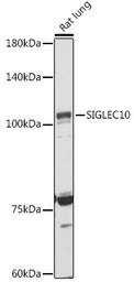 Anti-SIGLEC10 antibody used in Western Blot (WB). GTX03786