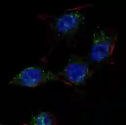 Anti-SCAP antibody used in Immunocytochemistry/ Immunofluorescence (ICC/IF). GTX03796