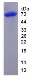 Rat CTGF protein, His and GST tag (active). GTX03797-pro