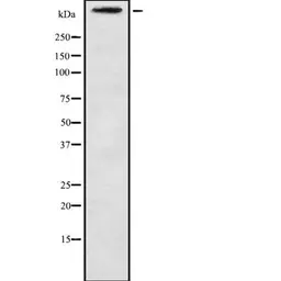 Anti-CA125 antibody used in Western Blot (WB). GTX03800
