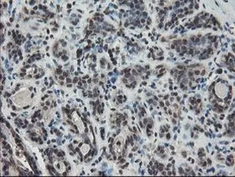 Anti-TDO2 antibody [OTI2A4] used in IHC (Paraffin sections) (IHC-P). GTX04090