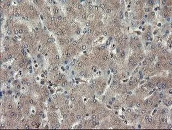 Anti-TDO2 antibody [OTI2A4] used in IHC (Paraffin sections) (IHC-P). GTX04090