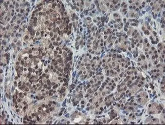 Anti-TDO2 antibody [OTI2A4] used in IHC (Paraffin sections) (IHC-P). GTX04090