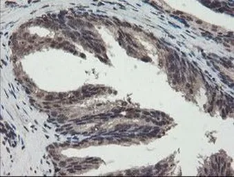 Anti-TDO2 antibody [OTI2A4] used in IHC (Paraffin sections) (IHC-P). GTX04090