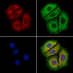 Anti-ARC antibody used in Immunocytochemistry/ Immunofluorescence (ICC/IF). GTX04096