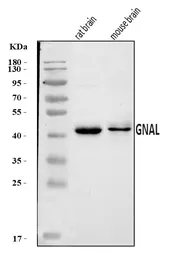 Anti-GNAL antibody used in Western Blot (WB). GTX04318