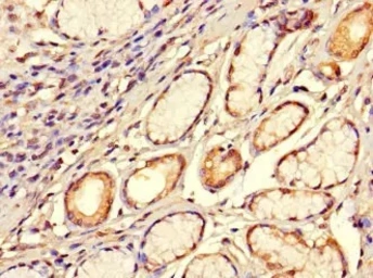 Anti-SMOC1 antibody used in IHC (Paraffin sections) (IHC-P). GTX04320