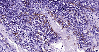Anti-CD31 antibody used in IHC (Paraffin sections) (IHC-P). GTX04325
