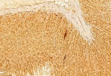 Anti-mTOR antibody used in IHC (Paraffin sections) (IHC-P). GTX04334