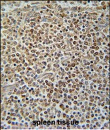 Anti-PAX7 antibody used in IHC (Paraffin sections) (IHC-P). GTX04357