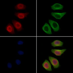 Anti-PAX7 antibody used in Immunocytochemistry/ Immunofluorescence (ICC/IF). GTX04358