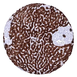 Anti-pan Cytokeratin antibody [MSVA-000R] HistoMAX&trade; used in IHC (Paraffin sections) (IHC-P). GTX04363