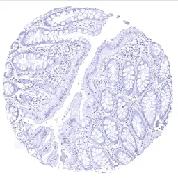 Anti-Thyroglobulin antibody [MSVA-189R] HistoMAX&trade; used in IHC (Paraffin sections) (IHC-P). GTX04365