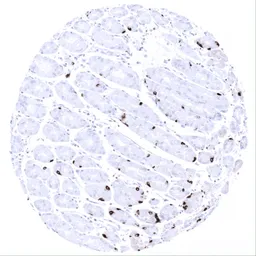 Anti-Chromogranin A antibody [MSVA-380R] HistoMAX&trade; used in IHC (Paraffin sections) (IHC-P). GTX04370
