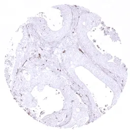 Anti-CD163 antibody [MSVA-163M] HistoMAX&trade; used in IHC (Paraffin sections) (IHC-P). GTX04381