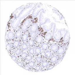 Anti-CD163 antibody [MSVA-163M] HistoMAX&trade; used in IHC (Paraffin sections) (IHC-P). GTX04381