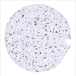 Anti-CD163 antibody [MSVA-163M] HistoMAX&trade; used in IHC (Paraffin sections) (IHC-P). GTX04381