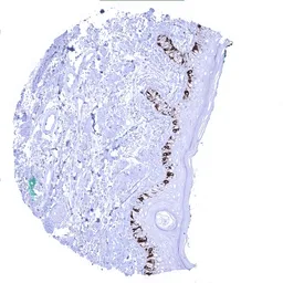 Anti-Melan A antibody [MSVA-900M] HistoMAX&trade; used in IHC (Paraffin sections) (IHC-P). GTX04383
