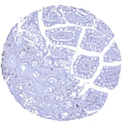 Anti-CD22 antibody [MSVA-022R] HistoMAX&trade; used in IHC (Paraffin sections) (IHC-P). GTX04393