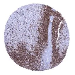 Anti-CD22 antibody [MSVA-022R] HistoMAX&trade; used in IHC (Paraffin sections) (IHC-P). GTX04393