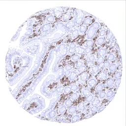 Anti-CD27 antibody [MSVA-027M] HistoMAX&trade; used in IHC (Paraffin sections) (IHC-P). GTX04394
