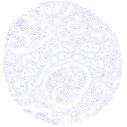 Anti-S100P antibody [MSVA-480R] HistoMAX&trade; used in IHC (Paraffin sections) (IHC-P). GTX04398