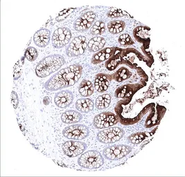 Anti-CD66e antibody [MSVA-465R] HistoMAX&trade; used in IHC (Paraffin sections) (IHC-P). GTX04399