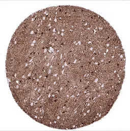 Anti-S100 beta antibody [MSVA-490R] HistoMAX&trade; used in IHC (Paraffin sections) (IHC-P). GTX04404