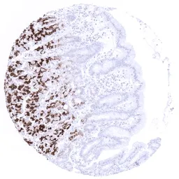 Anti-Mucin 6 antibody [MSVA-806R] HistoMAX&trade; used in IHC (Paraffin sections) (IHC-P). GTX04409