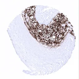 Anti-Placental Alkaline Phosphatase antibody [MSVA-350R] HistoMAX&trade; used in IHC (Paraffin sections) (IHC-P). GTX04413