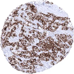 Anti-Placental Alkaline Phosphatase antibody [MSVA-350R] HistoMAX&trade; used in IHC (Paraffin sections) (IHC-P). GTX04413