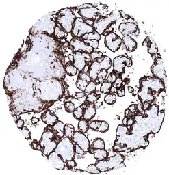 Anti-Placental Alkaline Phosphatase antibody [MSVA-350R] HistoMAX&trade; used in IHC (Paraffin sections) (IHC-P). GTX04413