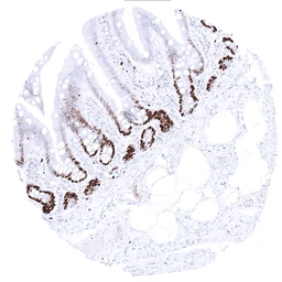 Anti-MCM3 antibody [MSVA-503M] HistoMAX&trade; used in IHC (Paraffin sections) (IHC-P). GTX04424