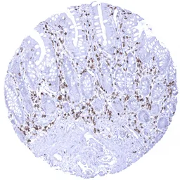 Anti-CD5 antibody [MSVA-005R] HistoMAX&trade; used in IHC (Paraffin sections) (IHC-P). GTX04427