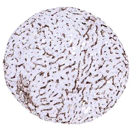 Anti-HLA-DRA antibody [MSVA-470R] HistoMAX&trade; used in IHC (Paraffin sections) (IHC-P). GTX04429
