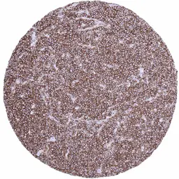 Anti-CD45 antibody [MSVA-045R] HistoMAX&trade; used in IHC (Paraffin sections) (IHC-P). GTX04432