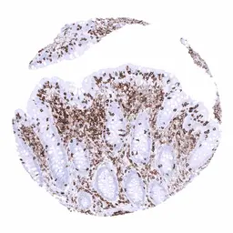 Anti-CD45 antibody [MSVA-045R] HistoMAX&trade; used in IHC (Paraffin sections) (IHC-P). GTX04432