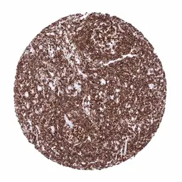 Anti-CD45 antibody [MSVA-045R] HistoMAX&trade; used in IHC (Paraffin sections) (IHC-P). GTX04432
