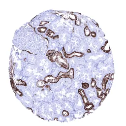 Anti-TACSTD2 antibody [MSVA-733R] HistoMAX&trade; used in IHC (Paraffin sections) (IHC-P). GTX04443