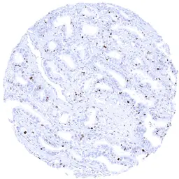 Anti-MCM7 antibody [MSVA-507R] HistoMAX&trade; used in IHC (Paraffin sections) (IHC-P). GTX04444