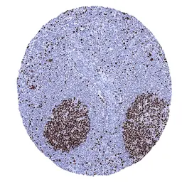 Anti-MCM7 antibody [MSVA-507R] HistoMAX&trade; used in IHC (Paraffin sections) (IHC-P). GTX04444