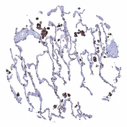 Anti-HLA-DRB1 antibody [MSVA-478R] HistoMAX&trade; used in IHC (Paraffin sections) (IHC-P). GTX04457